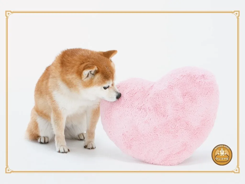 小豆柴かわいそうと言われない飼育環境を考える