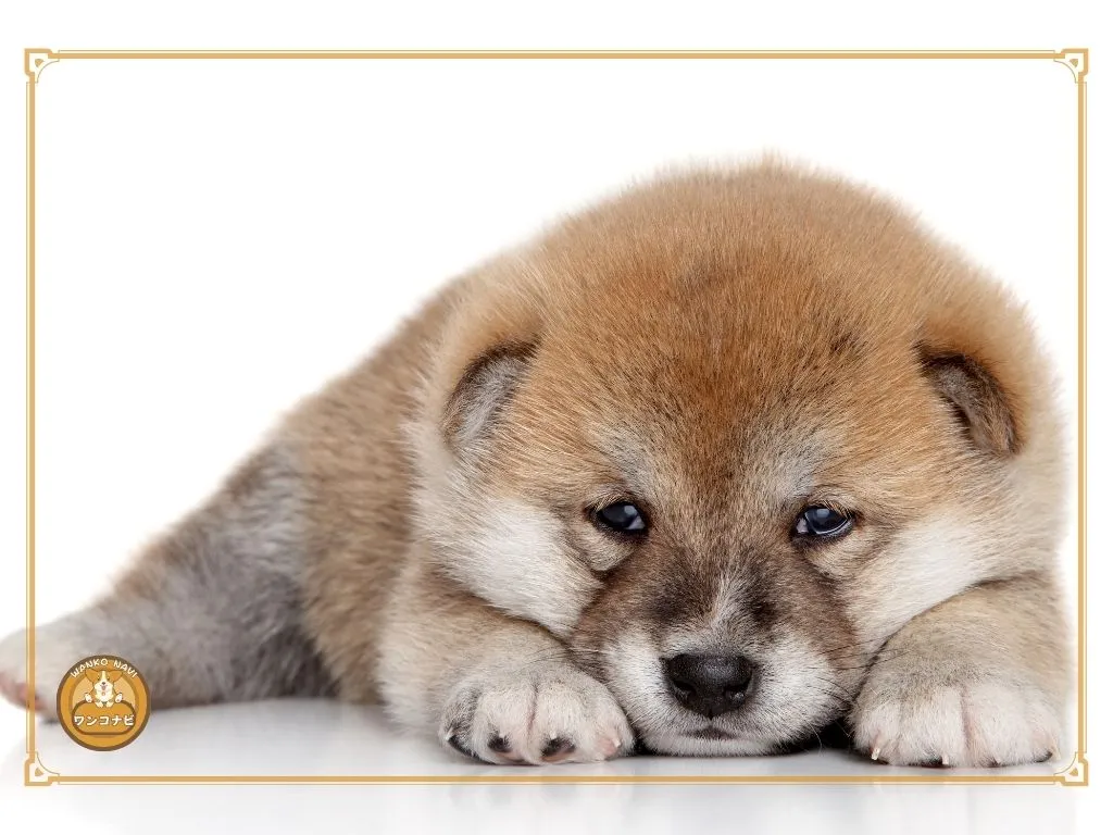 子犬に見られる健康リスク