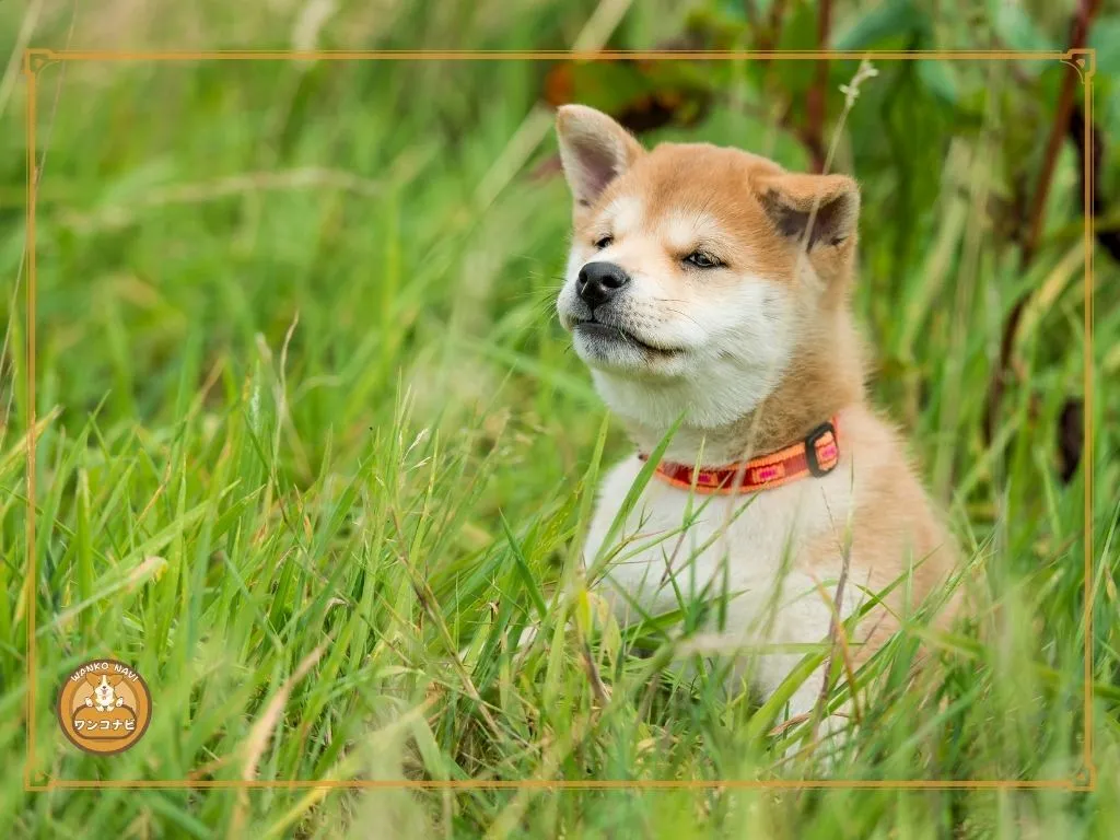 小豆柴をかわいそうにしてしまう飼い方