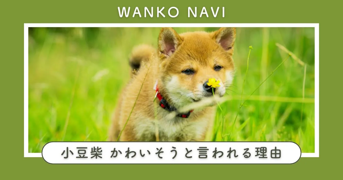 小豆柴 かわいそう？と言われる理由と後悔しない飼い方