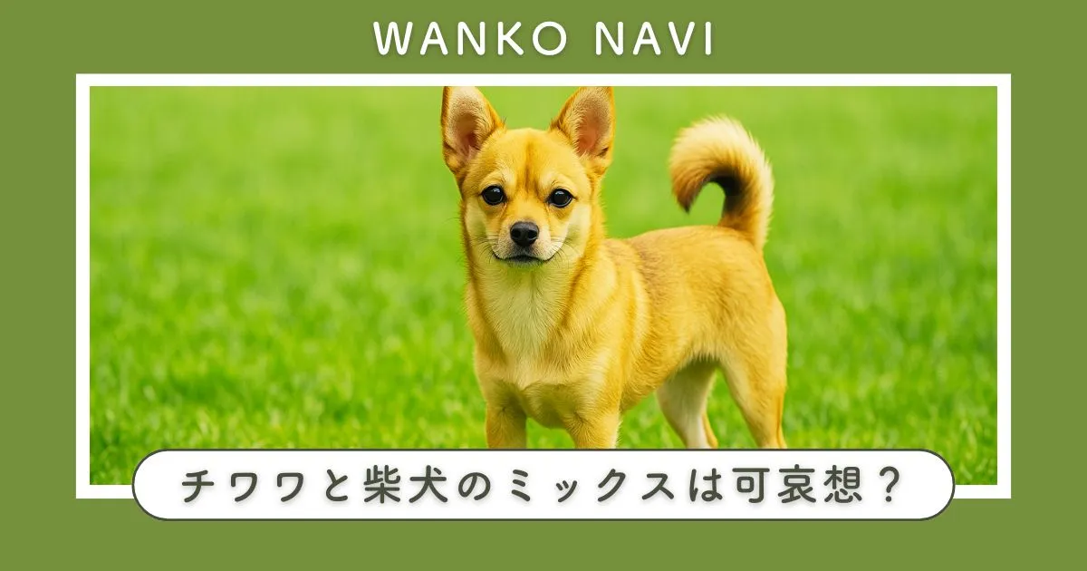 チワワと柴犬のミックスは可哀想って本当？背景と真実を詳しく解説
