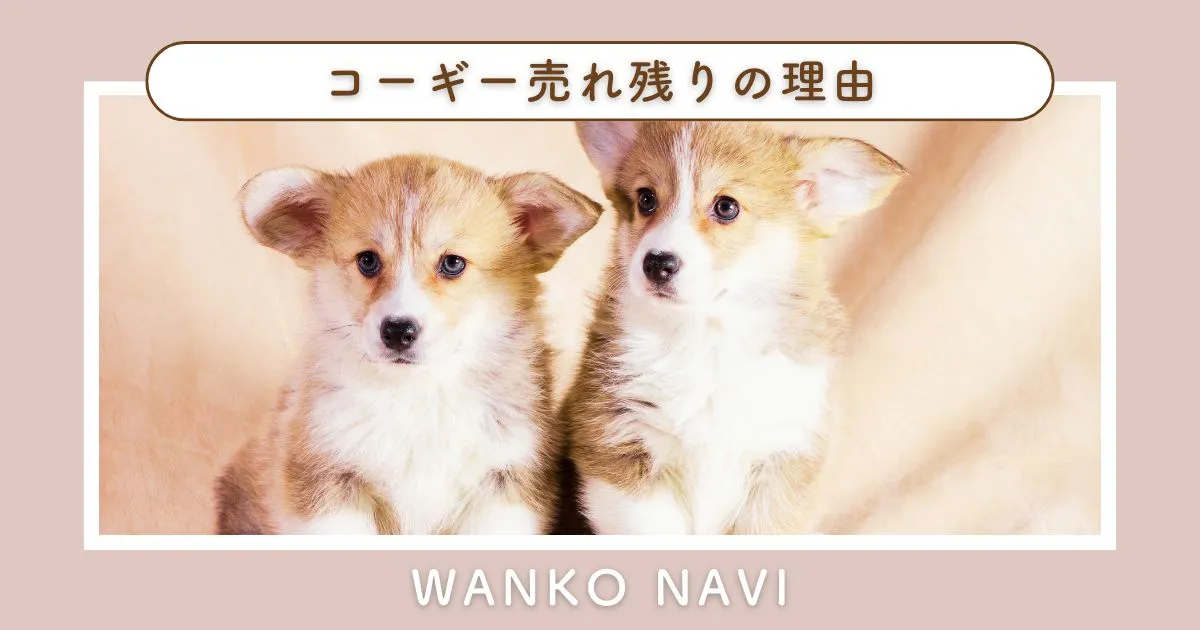 コーギー売れ残りの理由と迎える前に必ず知るべきこと