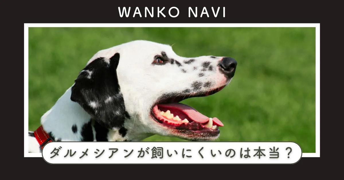 ダルメシアンが飼いにくいのは本当？後悔しない飼い方の注意点