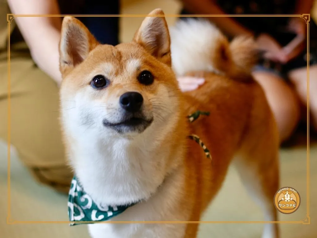 豆柴を飼って後悔する人の特徴とは