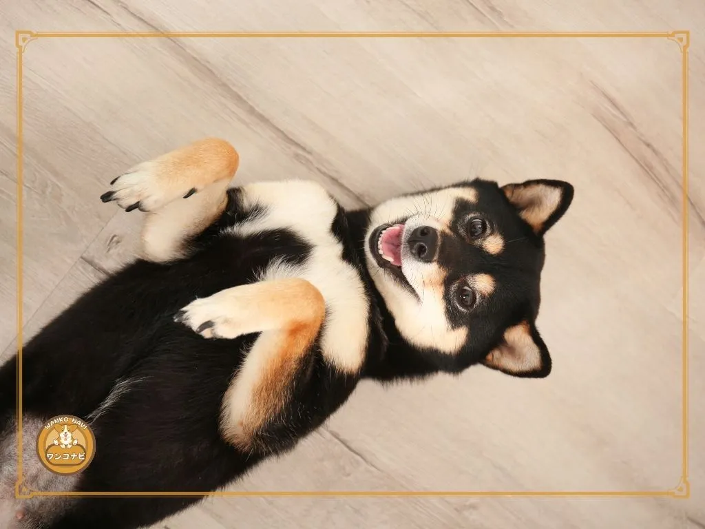 しつけが難しい理由を知っておく