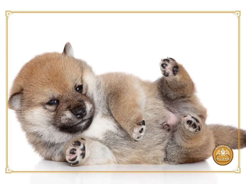 子犬で迎えるときの注意点