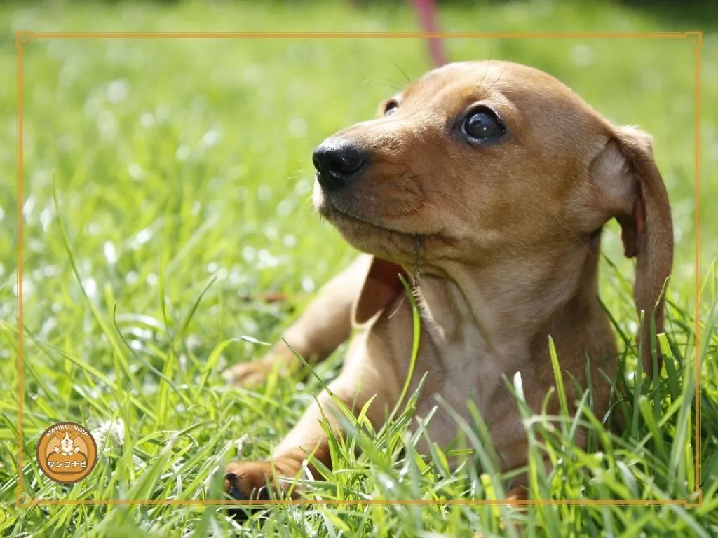 保護犬・譲渡犬の飼育で意識すべきポイント