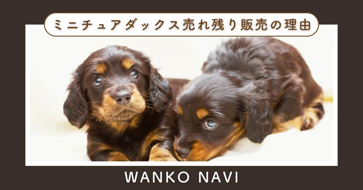 ミニチュアダックス売れ残り販売の理由と後悔しない選び方