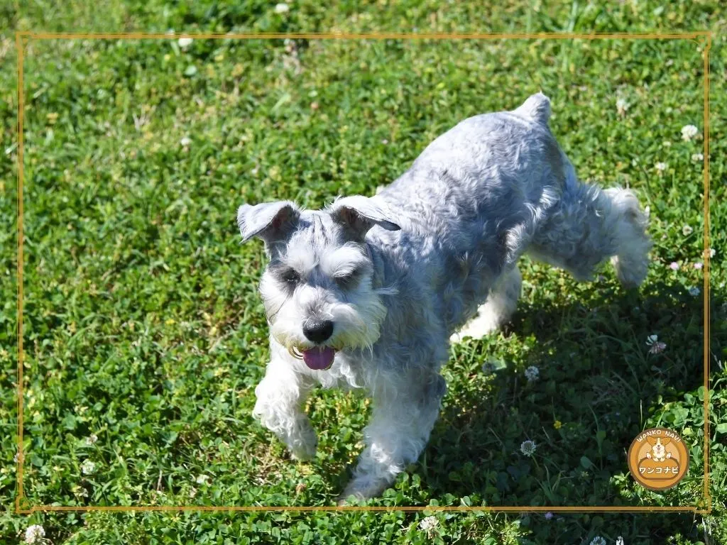 ミニチュアシュナウザーは飼いにくいって本当?