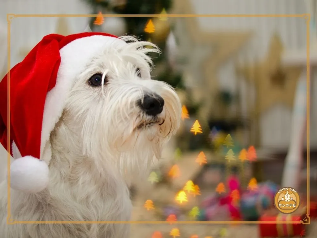 ミニチュアシュナウザーは金持ちが飼う犬?