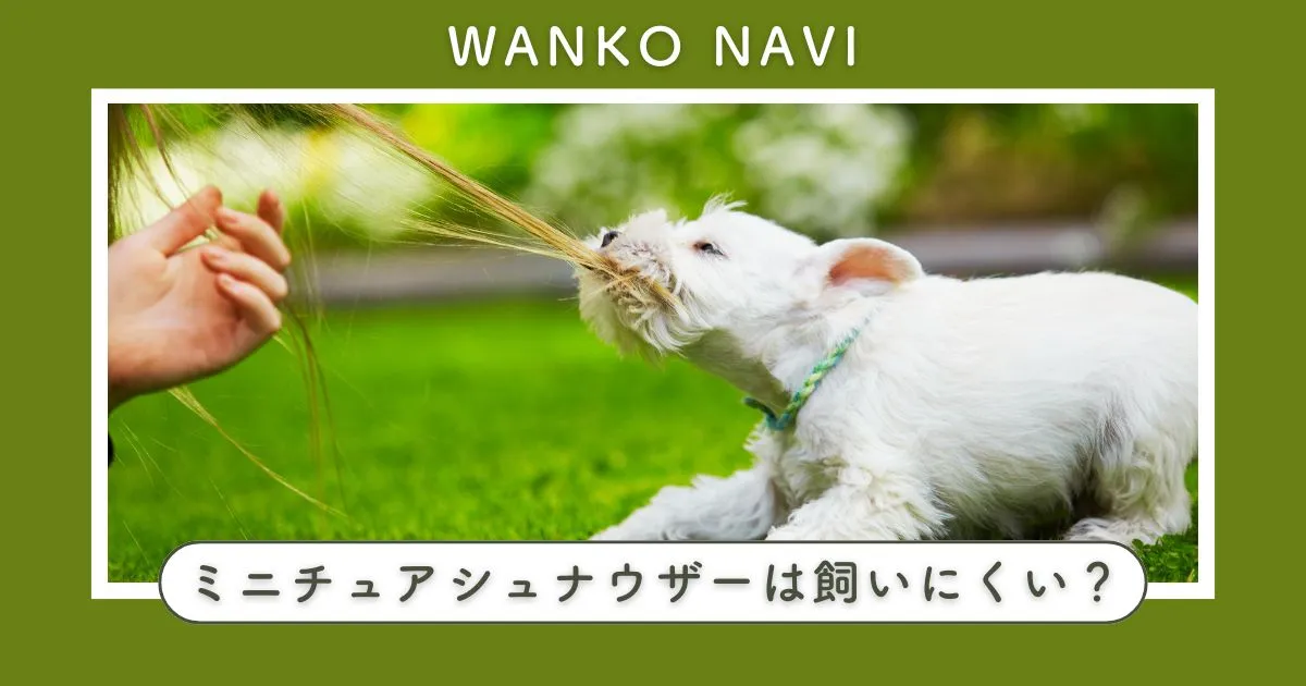 ミニチュアシュナウザー 飼いにくい理由と後悔しない飼い方のコツ