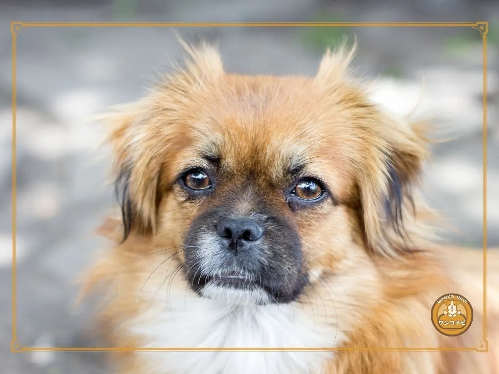 ペキニーズの保護犬を迎えるという選択肢