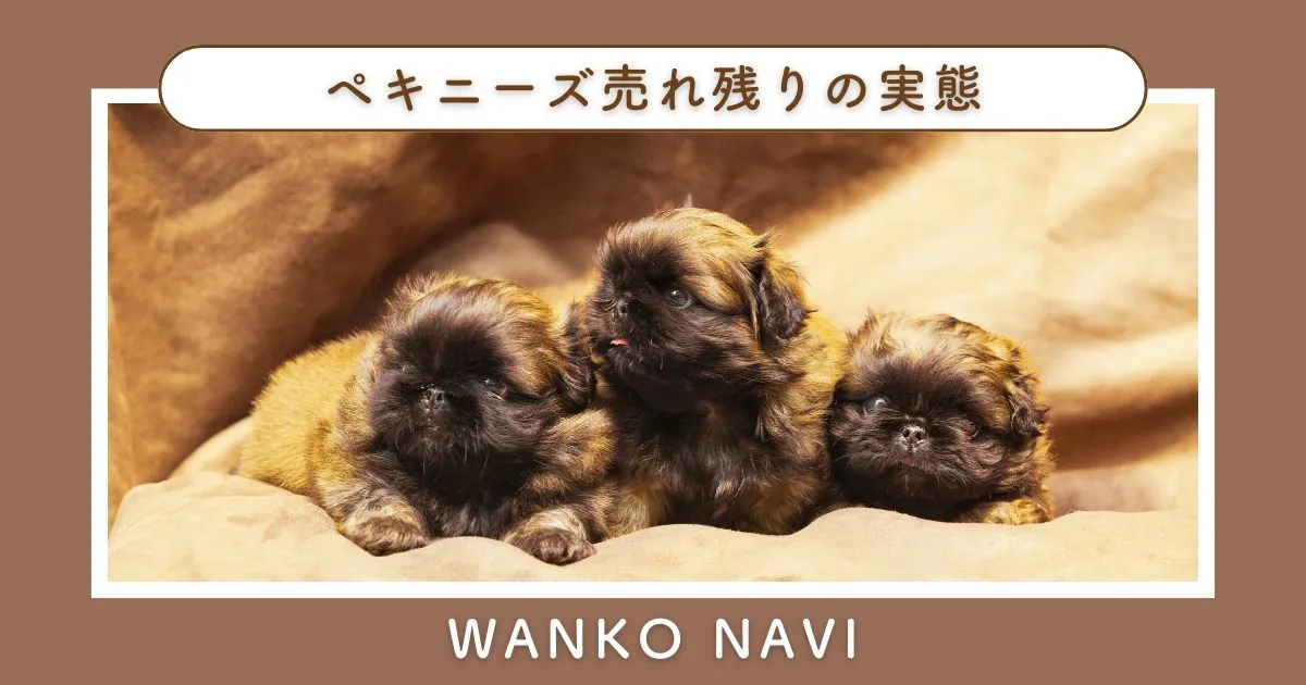 ペキニーズ 売れ残りの実態と迎える前に知るべき知識