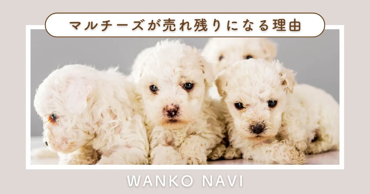 ペットショップでマルチーズが売れ残りになる理由と迎える際の注意点