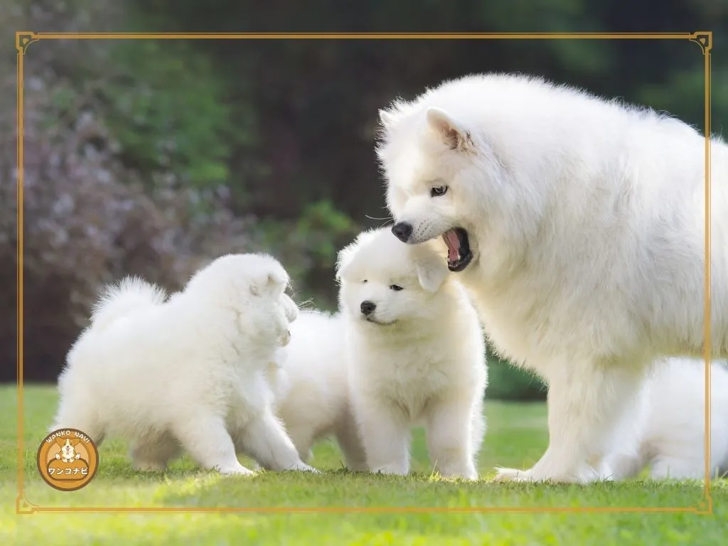 サモエドの子犬を見てはいけない理由とは