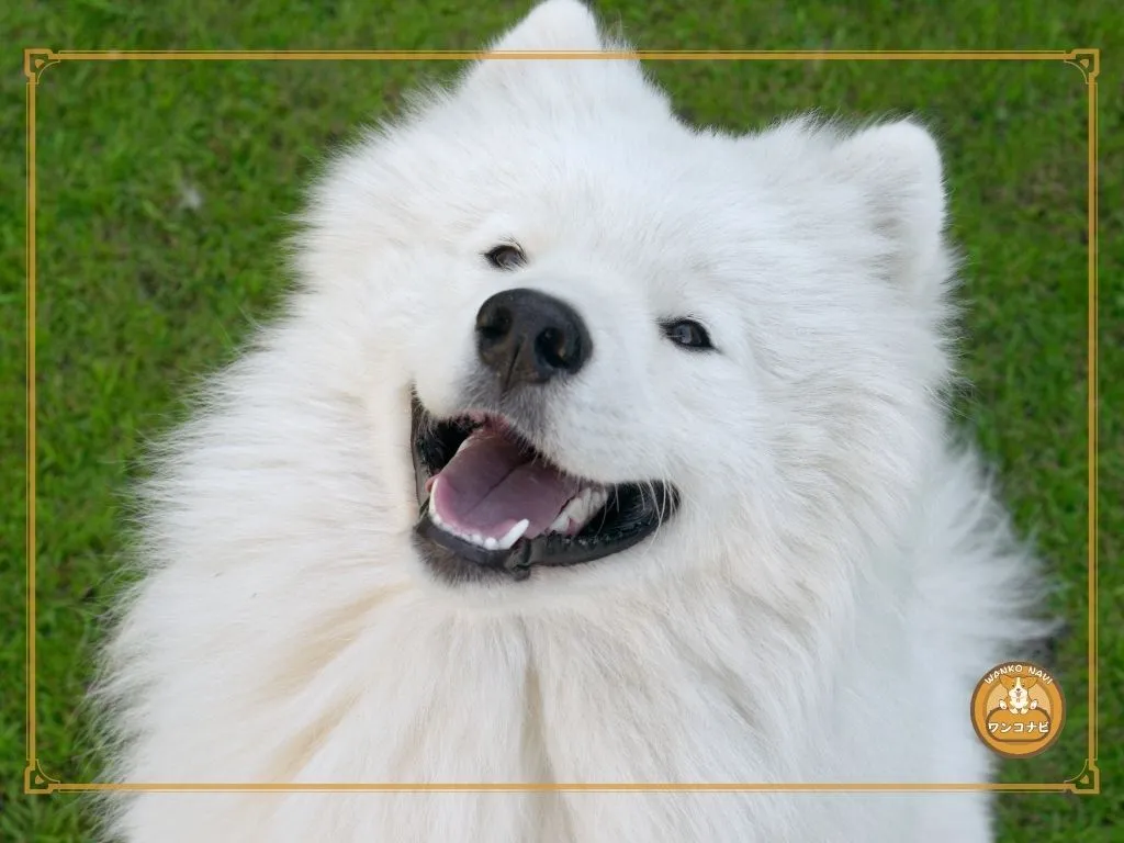 サモエドはでかいけど魅力がいっぱいの犬種