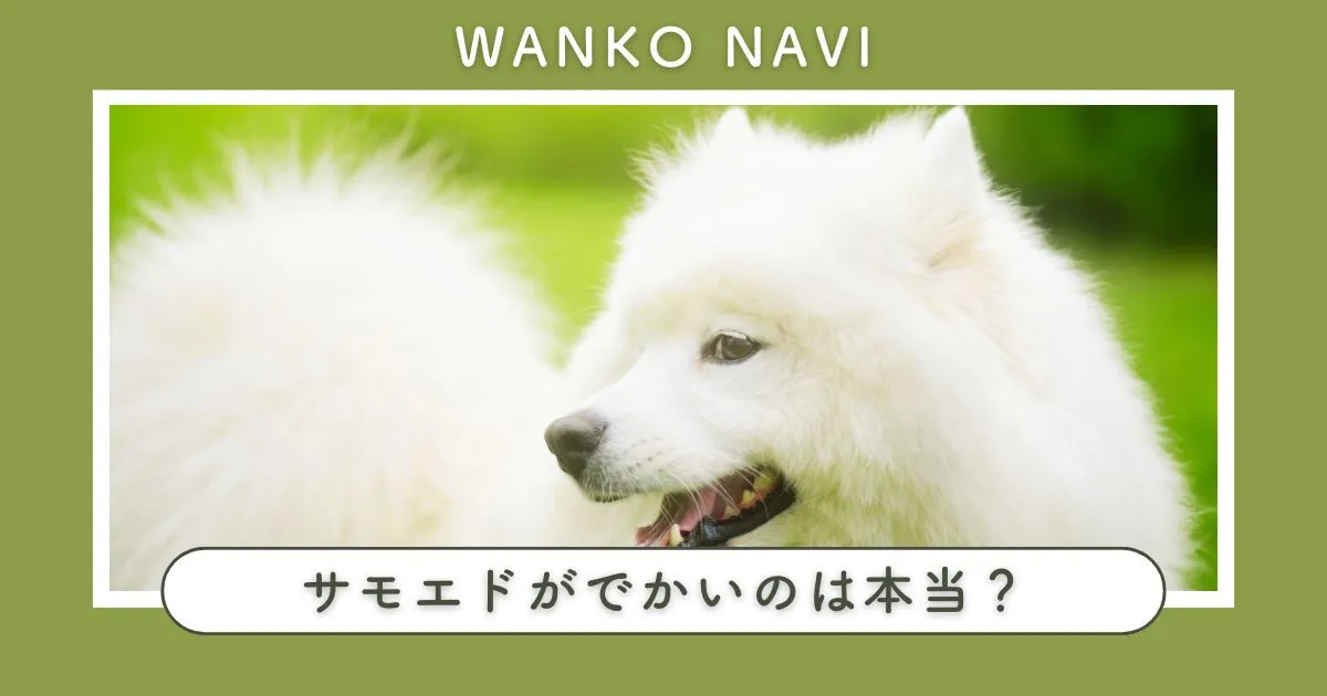 サモエドがでかいのは本当？大きさと飼いやすさを全解説