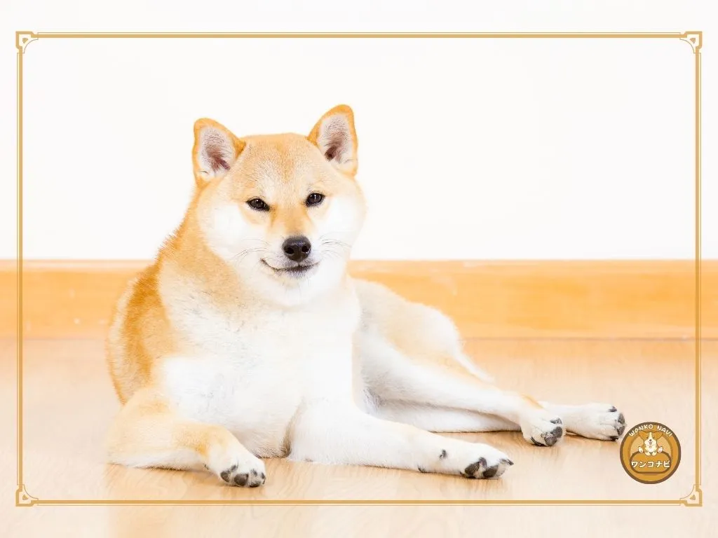 柴犬がしっぽ振らない理由を正しく理解しよう