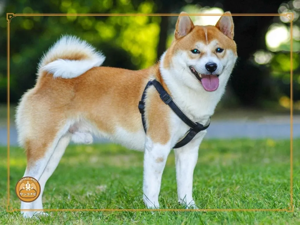 柴犬 しっぽ振らないときの対応とケア
