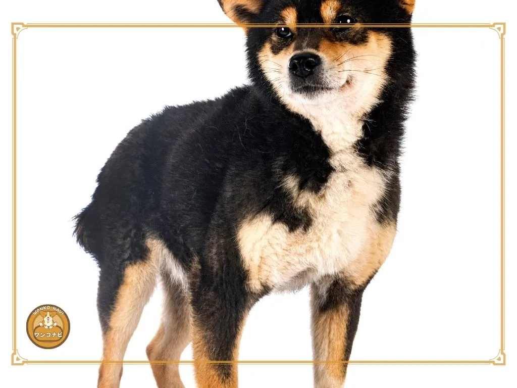 犬が自分にだけ尻尾を振らない理由