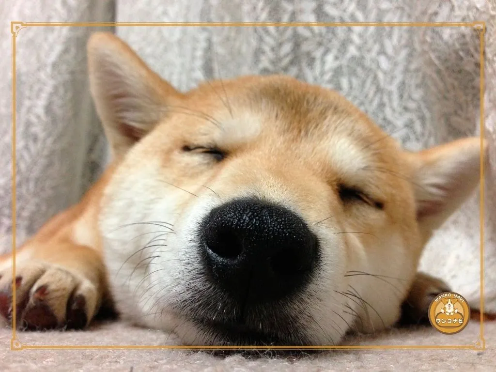 犬がしっぽを振らない病気に注意が必要