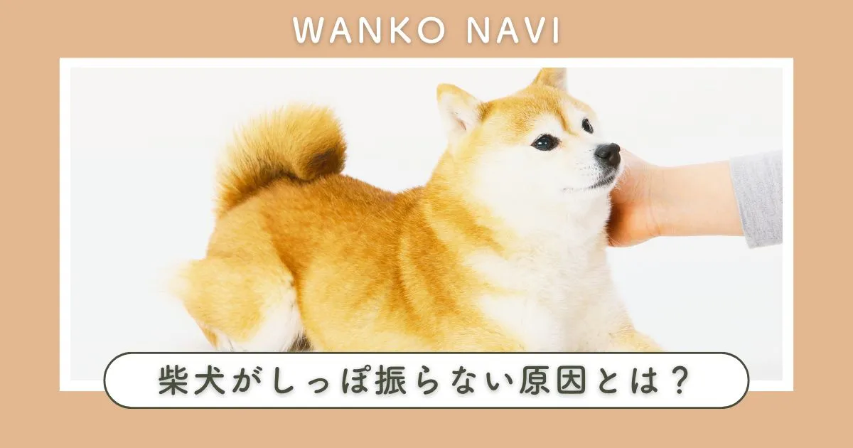 柴犬がしっぽ振らない原因とは？性格か病気か今すぐ見極めよう