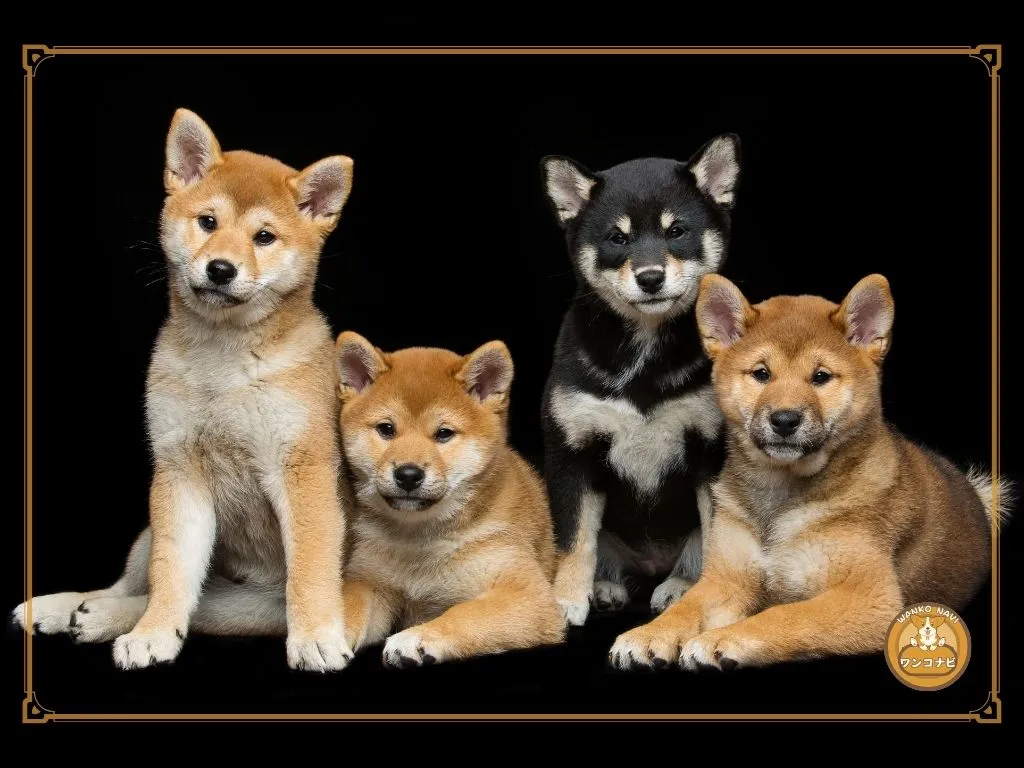 柴犬子犬 売れ残りの現状と課題