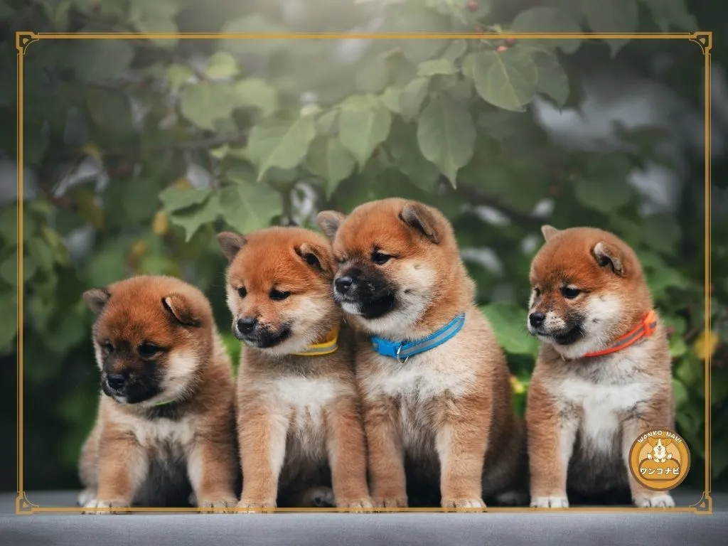柴犬子犬を売れ残りから迎える方法