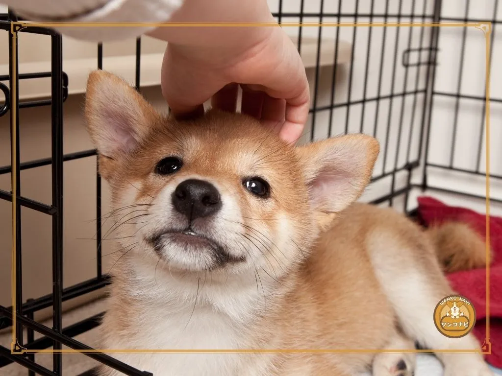 保健所にいる柴犬子犬の現状