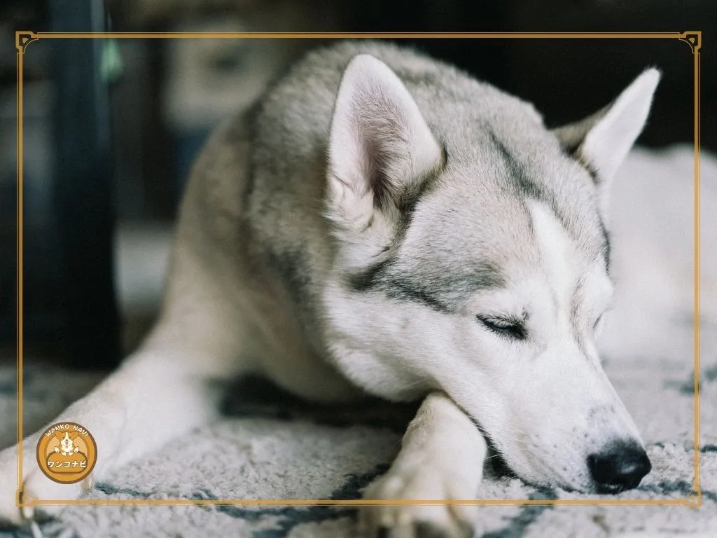 シベリアンハスキーを飼って後悔しやすい理由