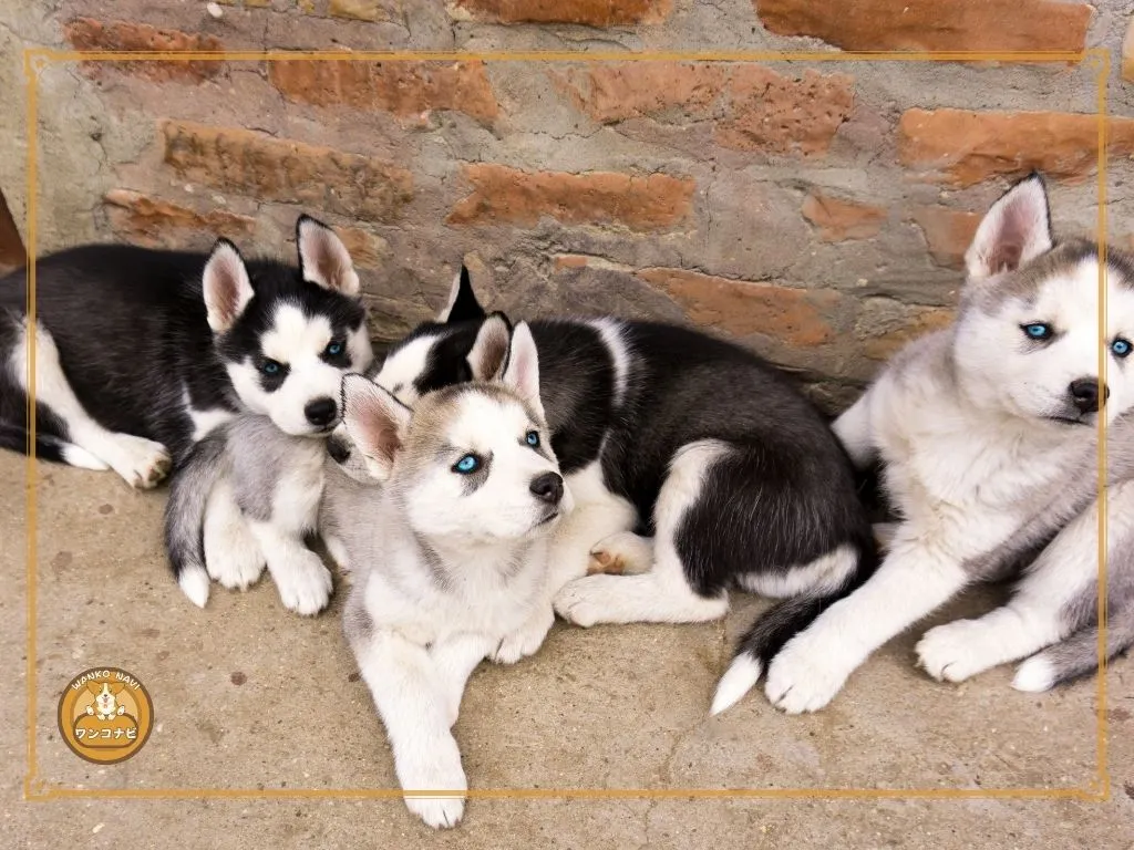 シベリアンハスキー子犬譲りますの現実