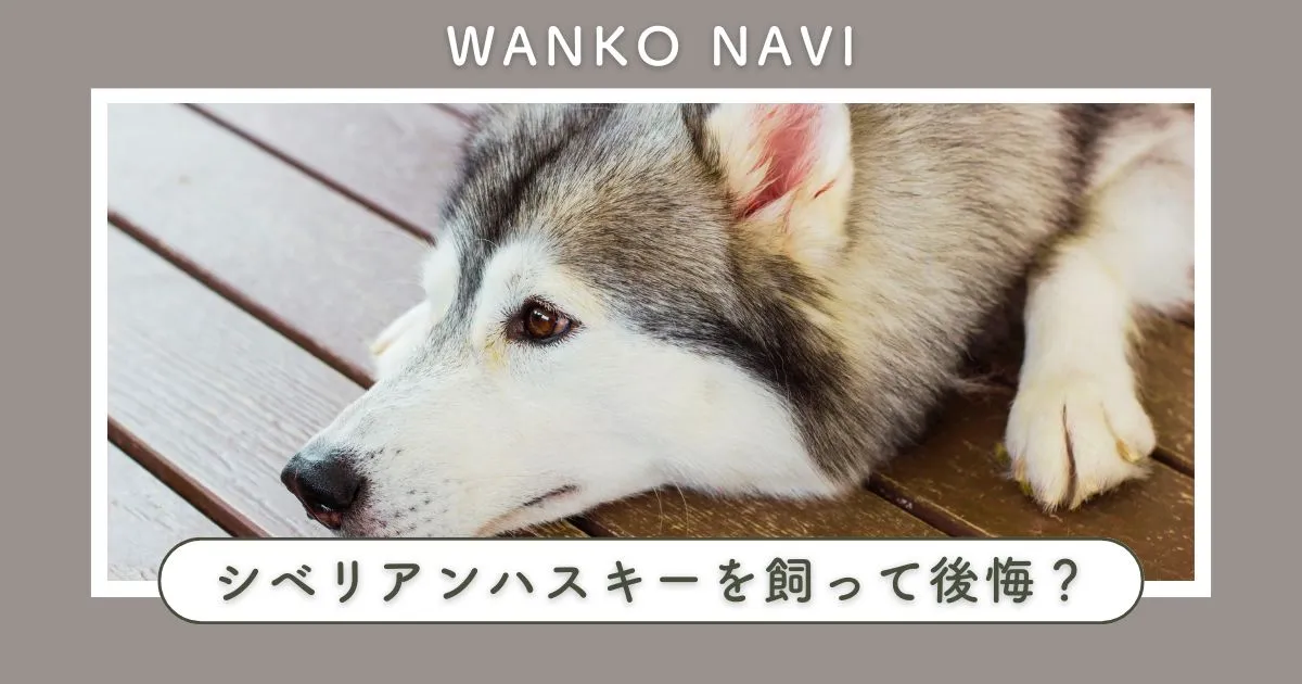 シベリアンハスキー 後悔の声から学ぶ失敗しない飼い方の知識