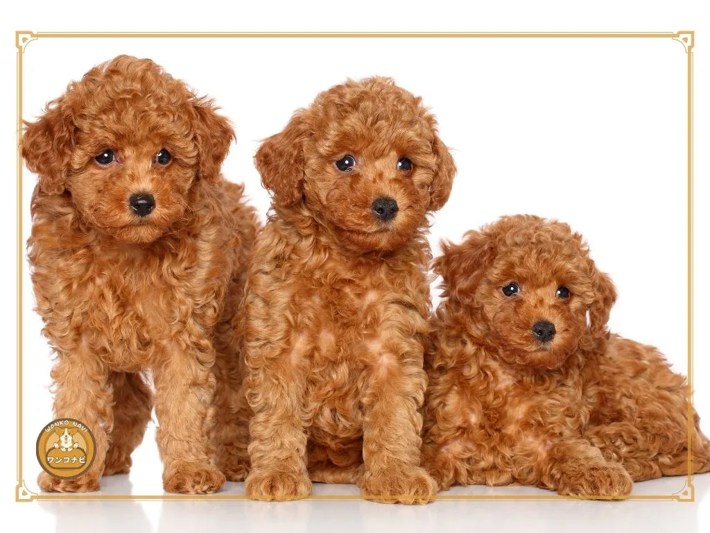 トイプードル売れ残り販売と保護犬の現実