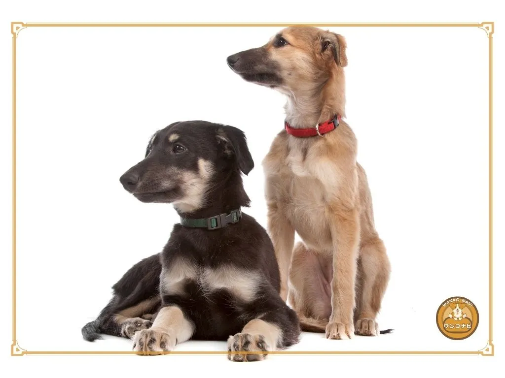 ウィペットの子犬が売れ残る原因とは