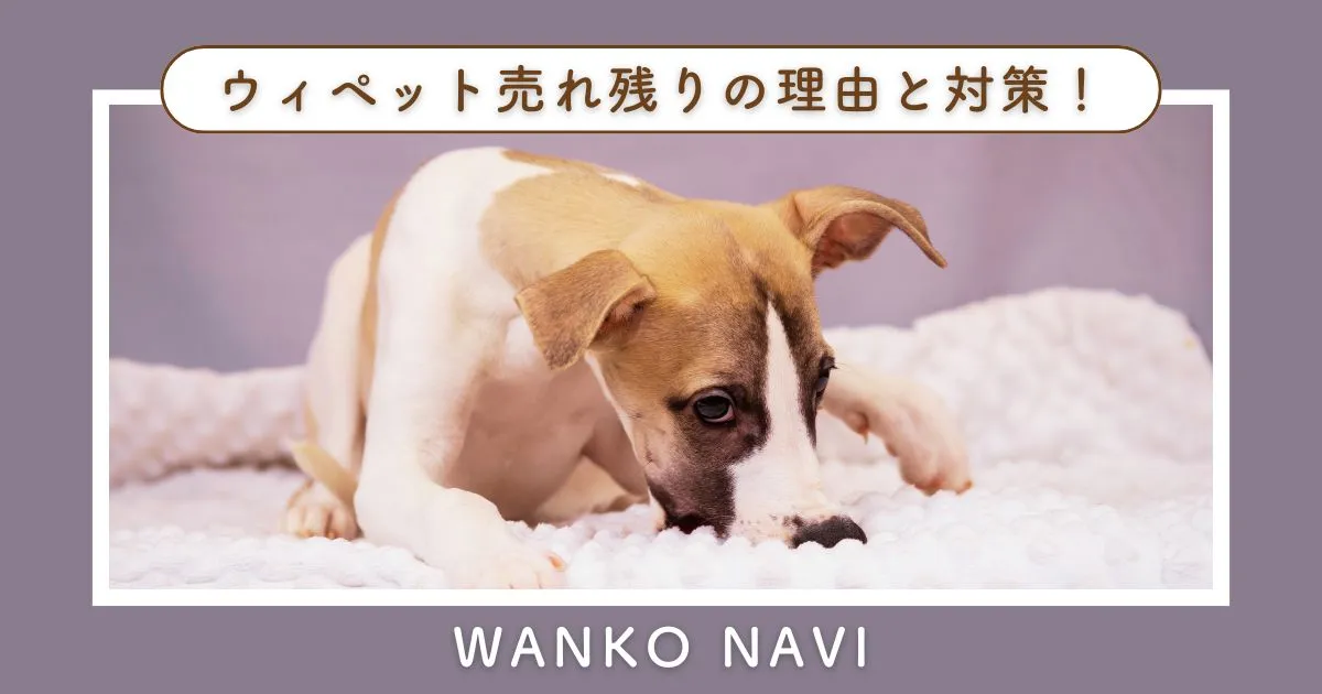 ウィペット売れ残りの理由と対策！家族に迎える方法を解説