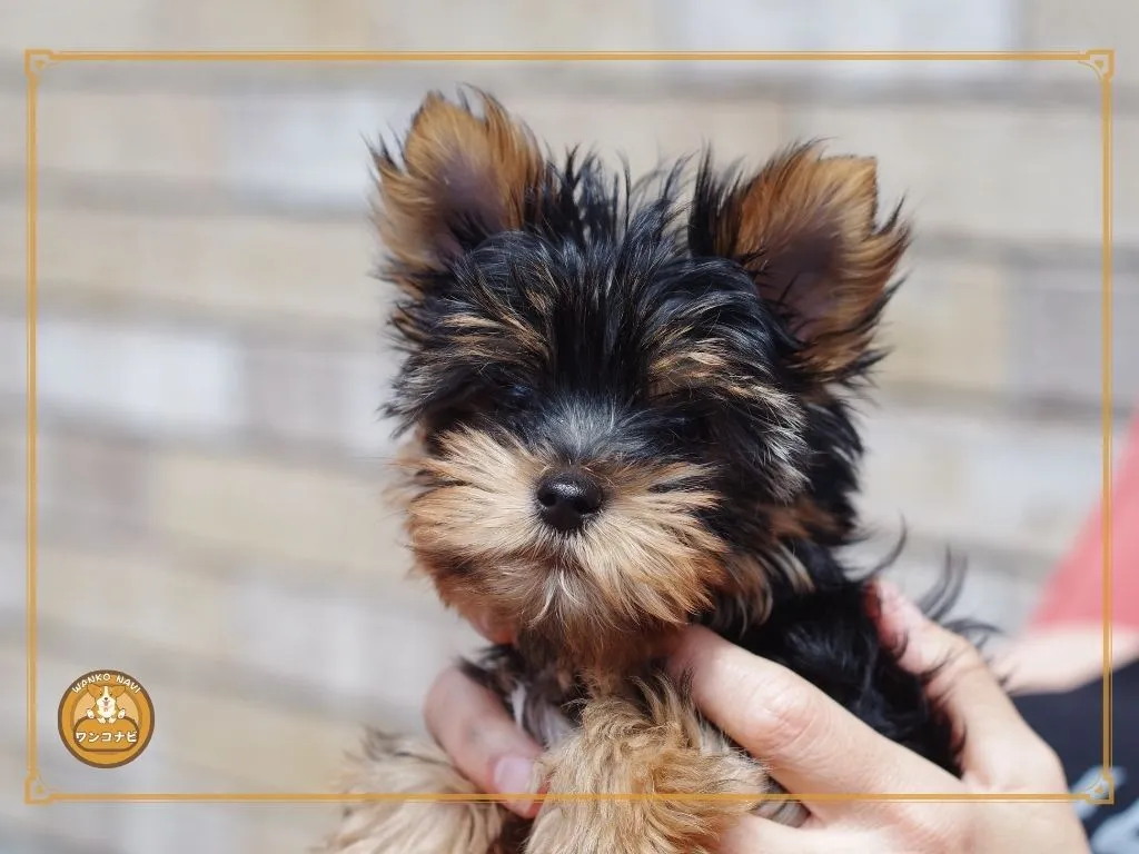 子犬差し上げますは本当に信頼できる?